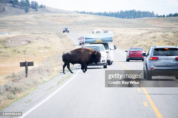 single bison in yellowstone national park - autostop stock-fotos und bilder