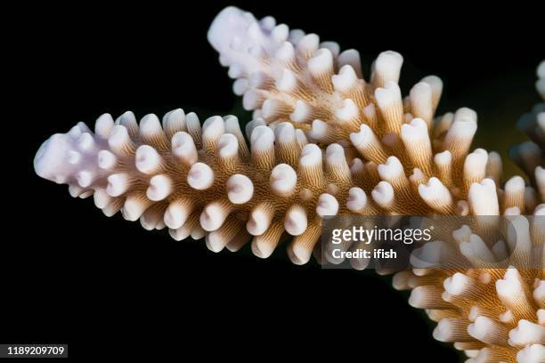 primer plano de staghorn coral acropora sp., ngerchong island, palau, micronesia - coral madrépora fotografías e imágenes de stock