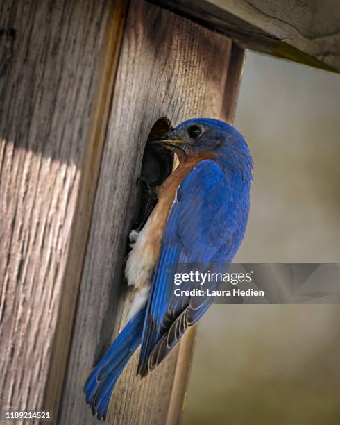 a male bluebird perching in the springtime - eastern bluebird stock pictures, royalty-free photos & images