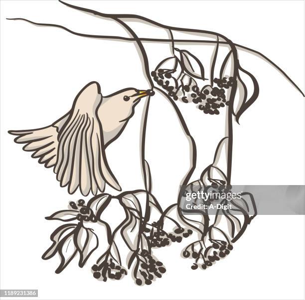 bird feeding on fruit - elderberry stock illustrations