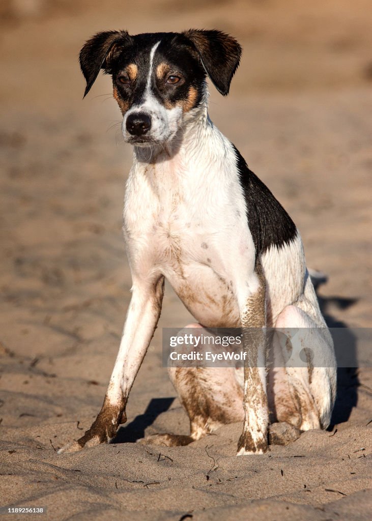 Fox Terrier Terrier Hound Mix Dog A Young Fox Terrier Puppy