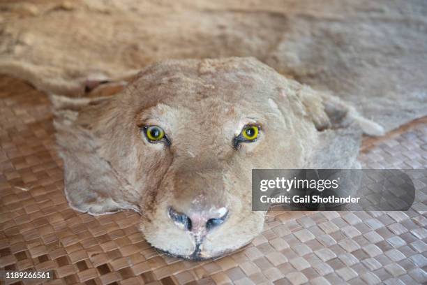 white tiger rug - hunting trophy foto e immagini stock