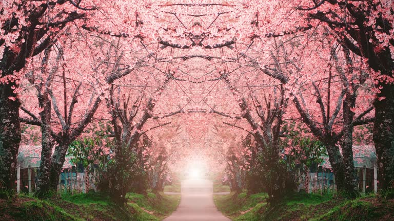 1,590 Cherry Blossom Tree Wallpaper Videos and HD Footage - Getty Images 1,590 Cherry Blossom Tree Wallpaper Videos and HD Footage - Getty Images