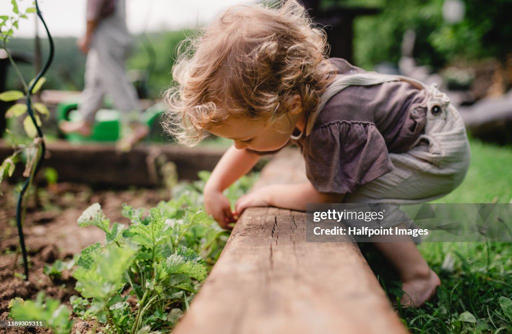 A side view of cute small child outdoors gardening.