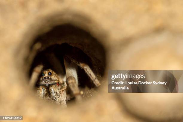 trapdoor spider hiding in its burrow - trapdoor spider stock pictures, royalty-free photos & images