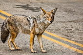 Coyote in Sequoia national park