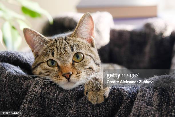 a stray kitten with sad eyes sits in a box. - katze karton stock-fotos und bilder