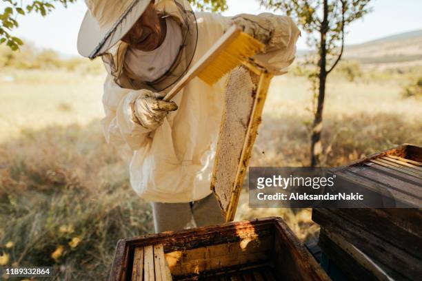 beekeeper checking his beehives - natural condition stock pictures, royalty-free photos & images