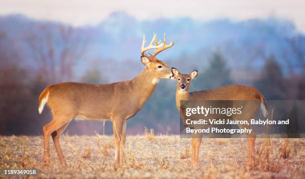 lovely scene of buck deer kissing female at exton park, pennsylvania - white tailed deer stock pictures, royalty-free photos & images