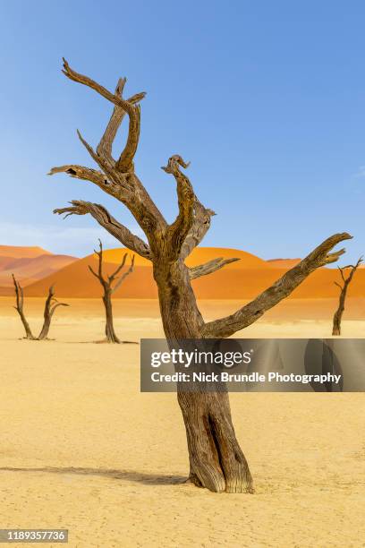 Santing Tree Dead Standing Tree Photos and Premium High Res Pictures - Getty Images