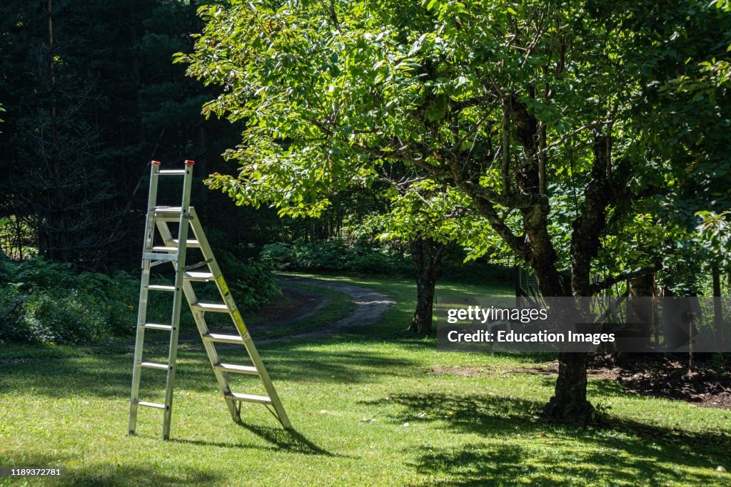 Cherry Trees, New Denver, Slocan Valley, West Kootenay, British Columbia
