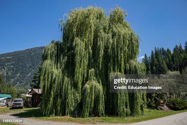 Weeping willow, New Denver, Slocan Valley, West Kootenay, British Columbia, Canada.