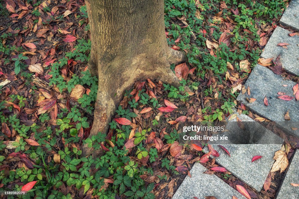 Autumn, trees in the park of Hangzhou, China, and fallen leaves on the road