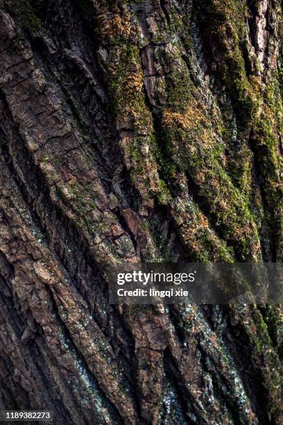 close-up photo of rough bark - tree bark stock pictures, royalty-free photos & images