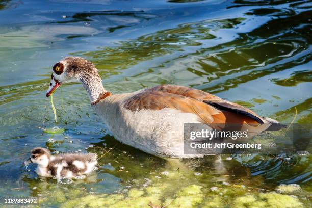 Miami Beach, Egyptian Goose with gosling.