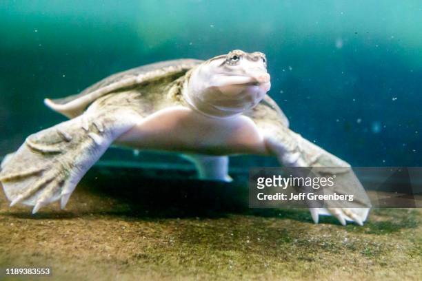 Sanibel-Captiva Conservation Foundation SCCF, Florida soft shell turtle.