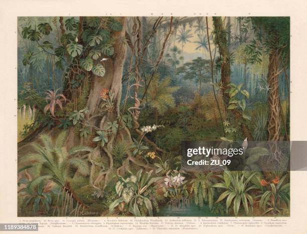 ilustraciones, imágenes clip art, dibujos animados e iconos de stock de plantas de la selva tropical, cromolitografía, publicada en 1898 - beauty in nature