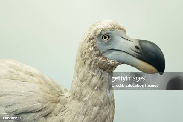 Reconstruction of an extinct Dodo bird.