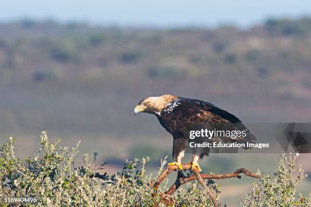 Spanish Imperial Eagle, Aquila adalberti, adult male approximately 8 yrs old in San Pedro Sierra, Extremadura, Spain.