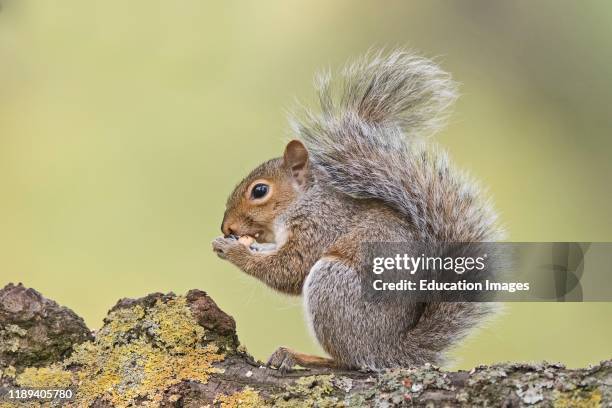 Eastern Gray Squirrel, Sciurus carolinensis, eating sweet chestnut Bushy Park London.