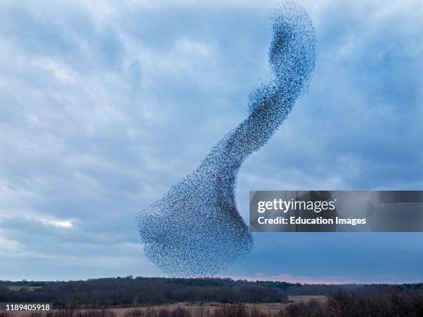 Starlings, Sturnus vulgarus, many thousands of murmurating Starlings come into roost at Minsmere RSPB Reserve Suffolk, UK.