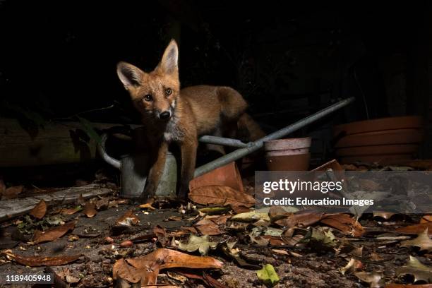 Red Fox, Vulpes vulpes, in urban garden Tunbridge Wells, Kent.