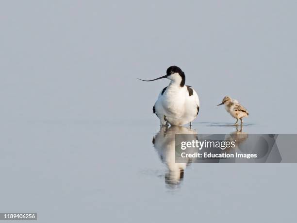 Pied Avocet, Recurvirostra avosetta, brooding two day old chicks North Norfolk.