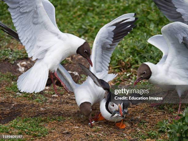 Puffin, Fratercula arctica, with a beak full of fish being robbed by Black-headed Gulls as it returns to breeding colony, Inner Farne, Farne Islands...