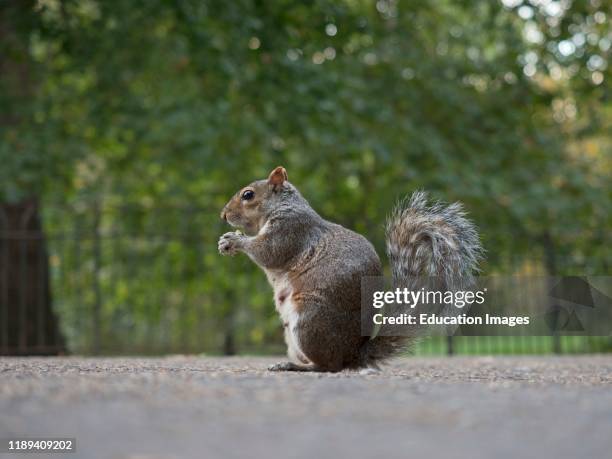 Grey Squirrel, Sciurus carolinensis, in st James park, London, UK.