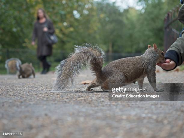 Grey Squirrel, Sciurus carolinensis, being fed nuts in st James park, London, UK.