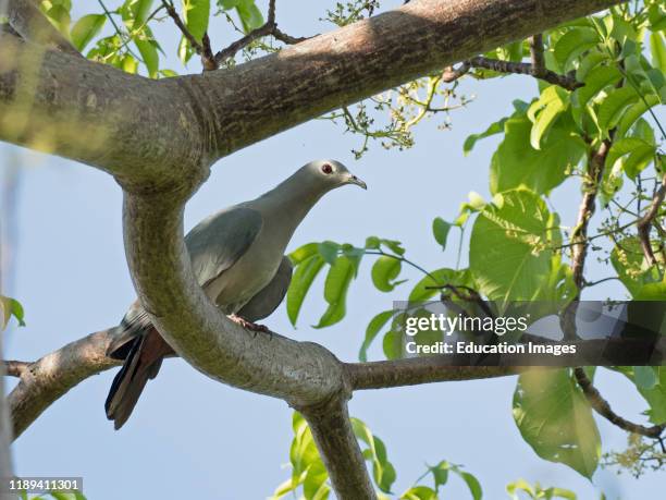 Island Imperial Pigeon, Ducula pistrinaria, Solomon Islands, South Pacific.