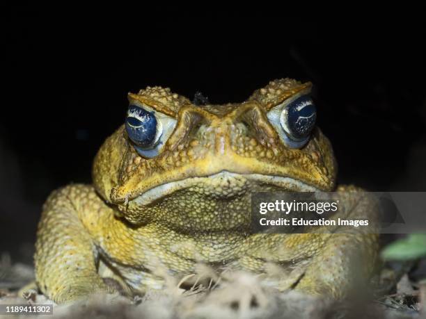 Cane Toad, Rhinella marina, Makira Island, Solomon Islands, South Pacific. Introduced to Makira and now a major threat to native wildlife the toads...