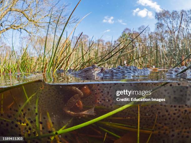 Common Frog, Rana temporaria, pair in amplexus and surrounded by spawn eggs in pond, North Norfolk, UK.