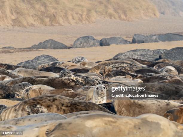 Grey Seal, Halichoerus grypus, colony, North Norfolk, UK.