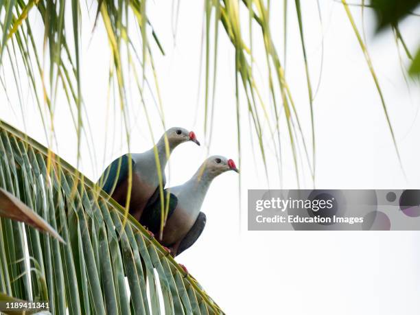 Red-knobbed Imperial Pigeon, Ducula rubricea, Solomon Islands, South Pacific.
