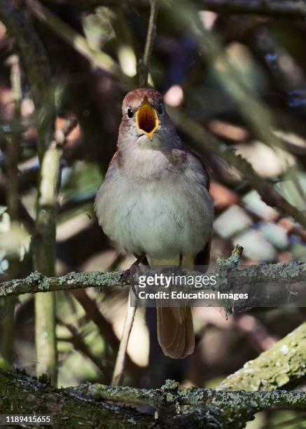 Nightingale, Luscinia megarhynchos, male in song, Lodge Hill, Kent, UK.