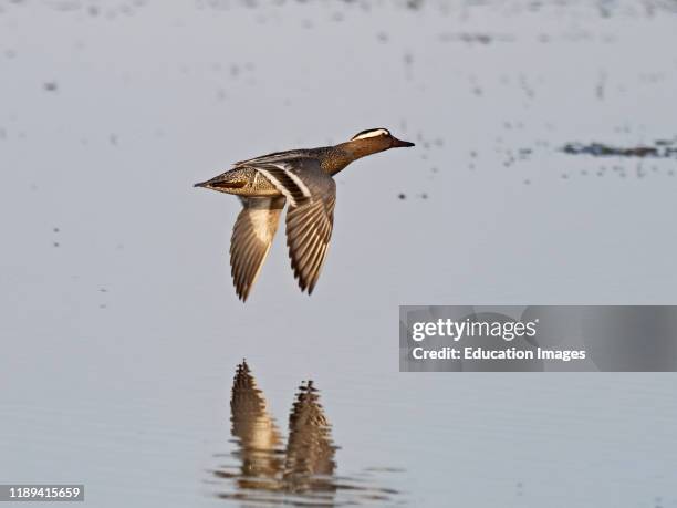 Garganey, Anas querquedula, male flying over water, Cley Norfolk, UK.