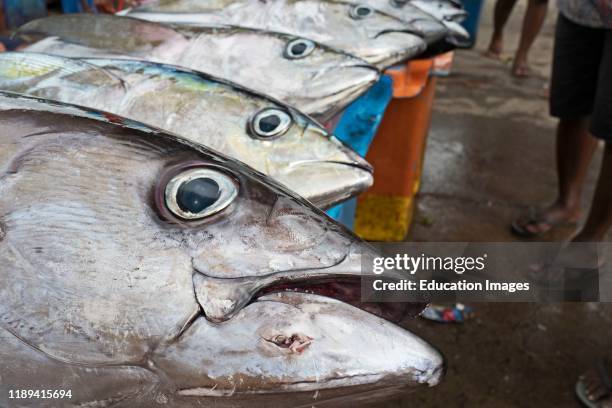 Yellowfin Tuna, Thunnus albacares, in fish market in Honiara on Guadalcanal, Solomon Islands, South Pacific.