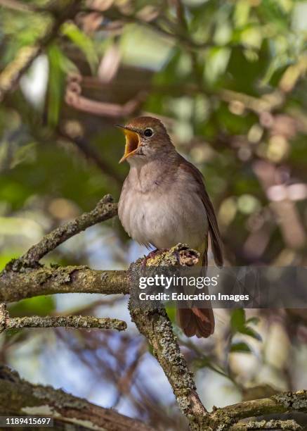 Nightingale, Luscinia megarhynchos, male in song, Lodge Hill, Kent, UK.