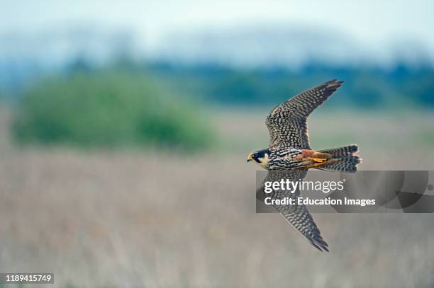 Eurasian Hobby, Falco subbuteo, hunting over reedbed at Lakenheath Fen RSPB Reserve Norfolk, Suffolk UK.