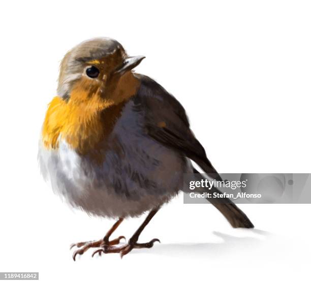 digital painting of robin isolated on white background - robin stock illustrations