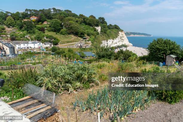 Beer, Seaton, Devon, England, Allotments growing fruit and vegetables on the cliff top above the seaside resort of Beer.