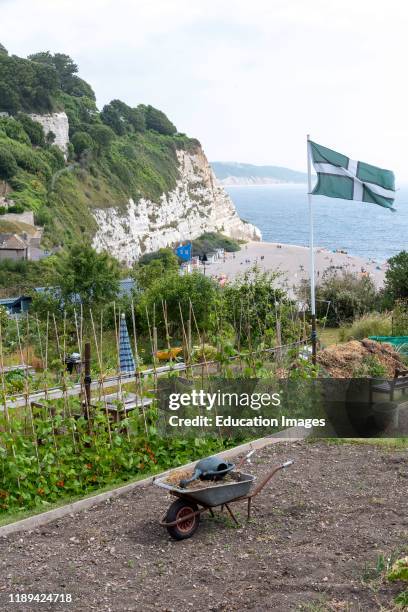 Beer, Seaton, Devon, England, Allotments growing fruit and vegetables on the cliff top above the seaside resort of Beer. The Devon flag flying.