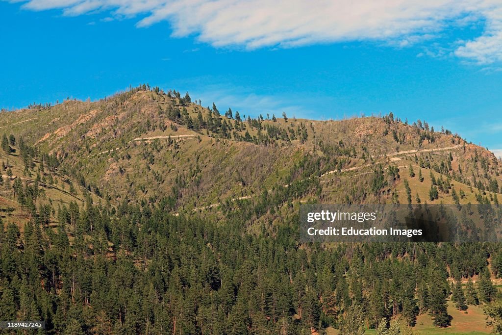 Logging roads remain after timber sale in Clearwater National Forest in Idaho