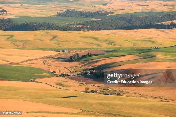 Palouse hills wheat and lentil fields at harvest time viewed from the top of Steptoe Butte in eastern Washington looking east into northern Idaho.