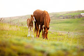 Close up photo of a little foal and his mom horse eating grass in field