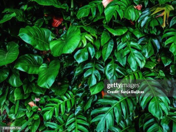 monstera plant - tropical pattern stock-fotos und bilder