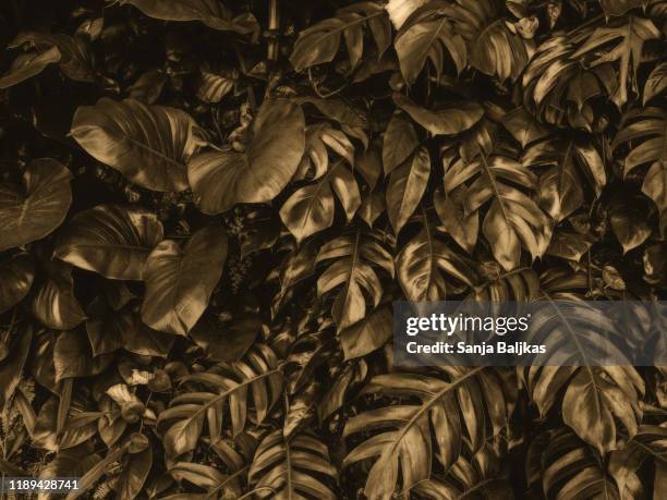 monstera plants in golden color - jungle leaves stockfoto's en -beelden