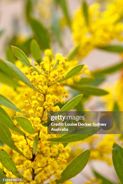 close up of yellow wattle tree - acacia tree stockfoto's en -beelden