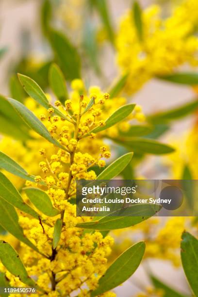 close up of yellow wattle tree - louise docker sydney australia stock pictures, royalty-free photos & images
